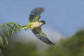 Monk Parakeet