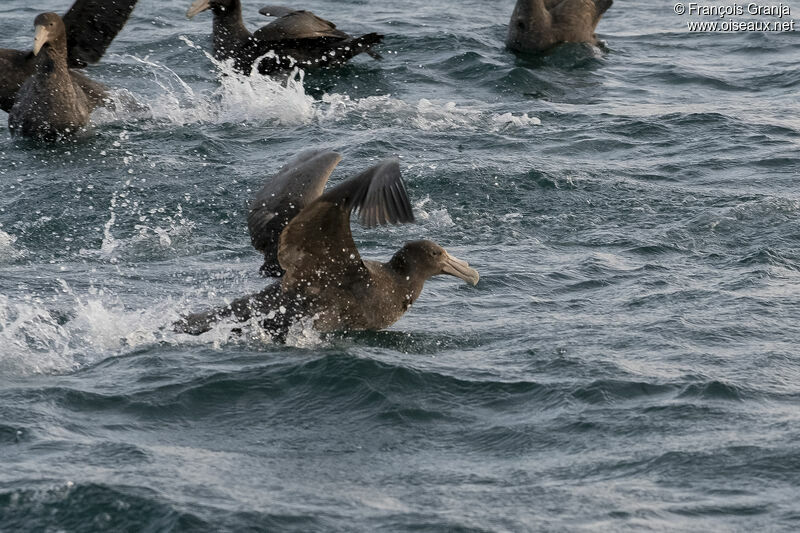 Southern Giant Petrel