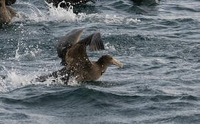 Southern Giant Petrel