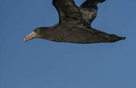 Southern Giant Petrel