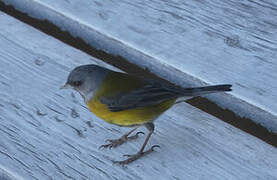 Grey-hooded Sierra Finch