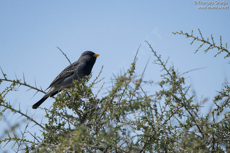 Mourning Sierra Finch