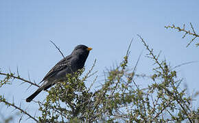 Mourning Sierra Finch