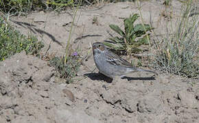 Mourning Sierra Finch