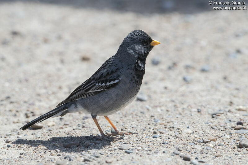 Mourning Sierra Finch