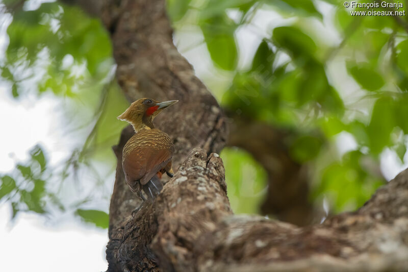 Pale-crested Woodpecker