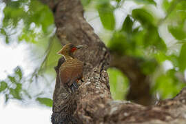 Pale-crested Woodpecker