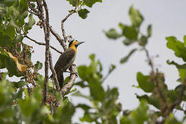 Campo Flicker