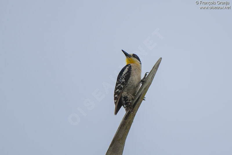 White-fronted Woodpecker