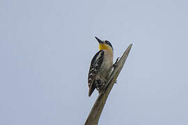 White-fronted Woodpecker