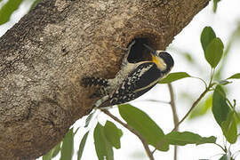 White-fronted Woodpecker