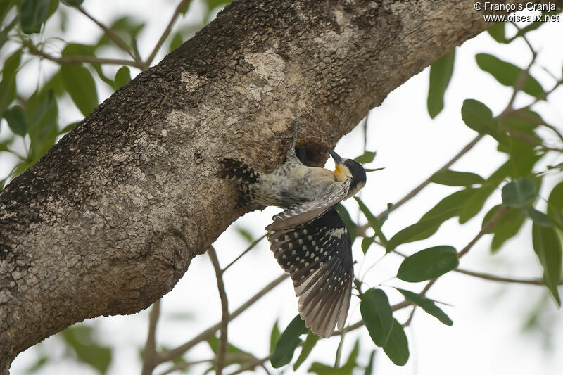 White-fronted Woodpecker