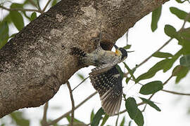 White-fronted Woodpecker