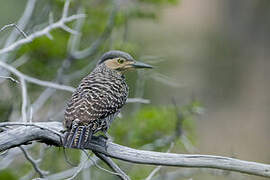 Chilean Flicker