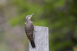 Chilean Flicker