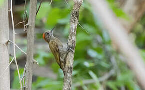 Little Woodpecker