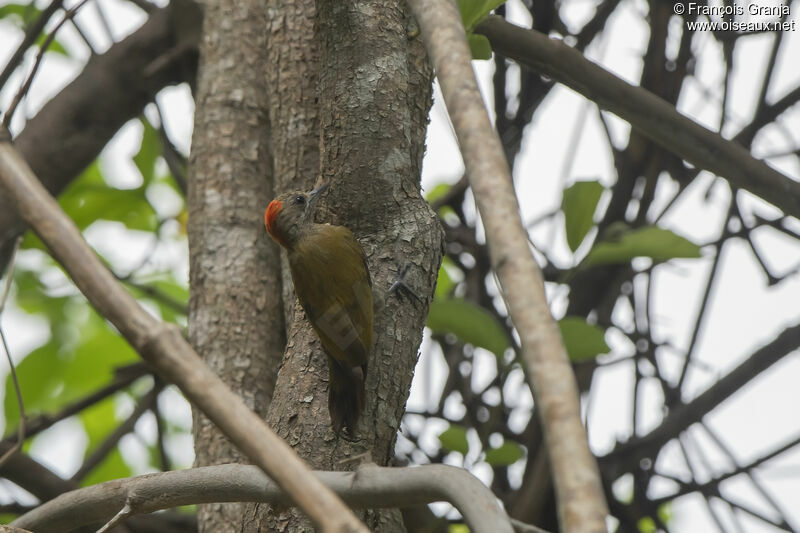 Little Woodpecker male