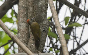 Little Woodpecker