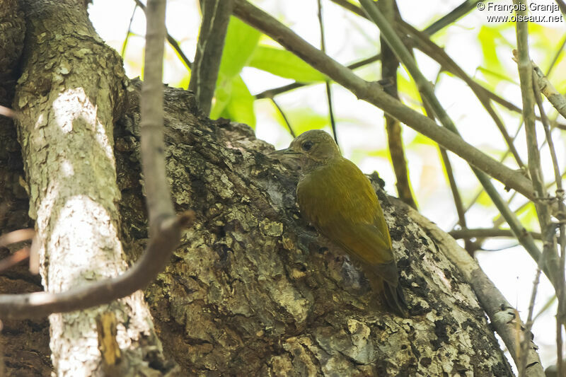 Little Woodpecker female