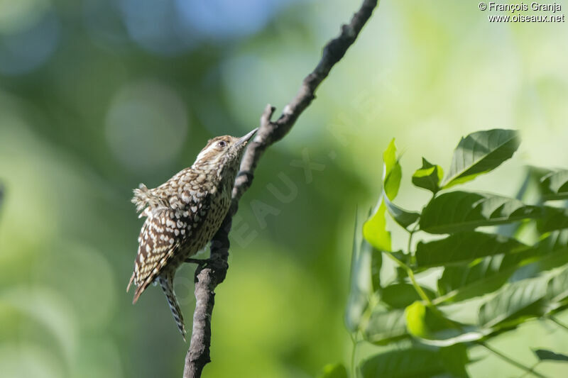 Checkered Woodpecker