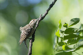 Checkered Woodpecker