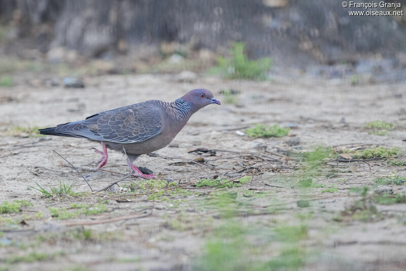 Pigeon picazuro