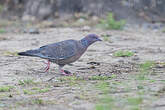 Pigeon picazuro