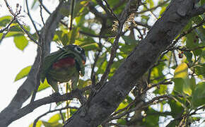 Scaly-headed Parrot