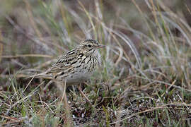 Correndera Pipit