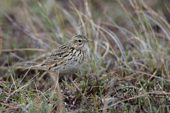 Pipit correndera