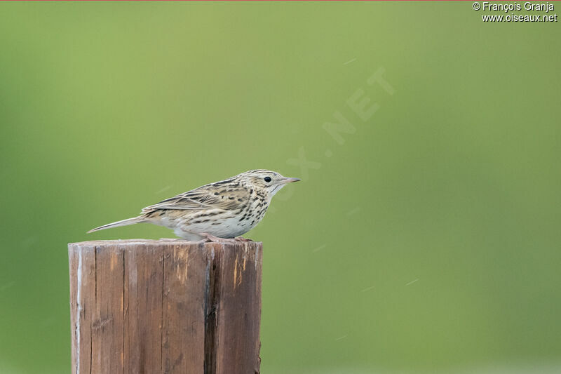 Pipit correndera