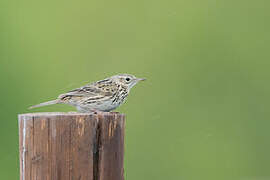 Correndera Pipit