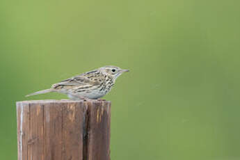 Pipit correndera