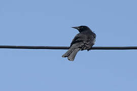 Austral Blackbird