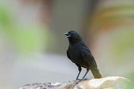 Chopi Blackbird