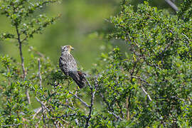 Rufous-tailed Plantcutter