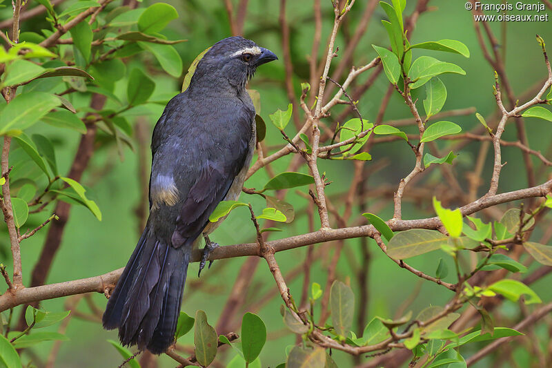 Thick-billed Saltator