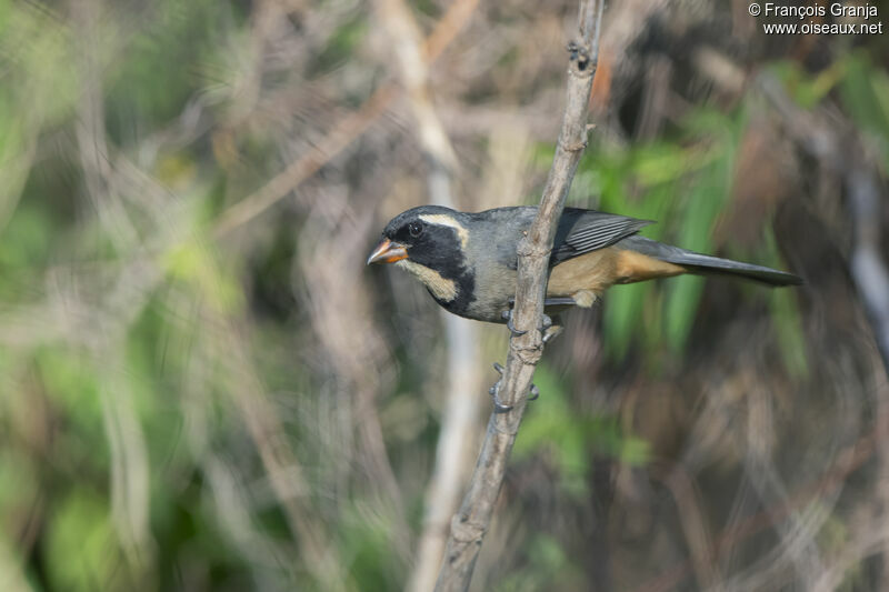 Golden-billed Saltator