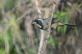 Golden-billed Saltator