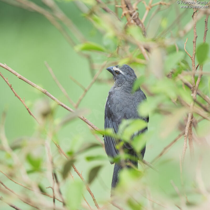 Bluish-grey Saltator