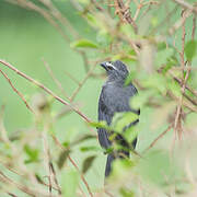 Bluish-grey Saltator