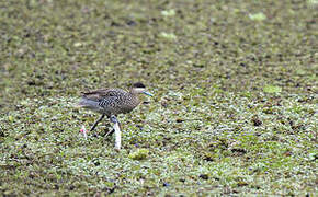 Silver Teal