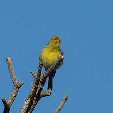 Serin des Canaries