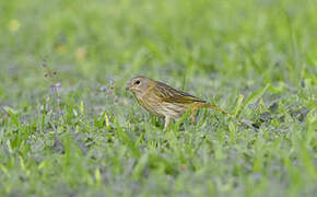 Saffron Finch