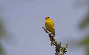 Saffron Finch