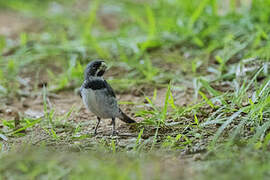 Double-collared Seedeater