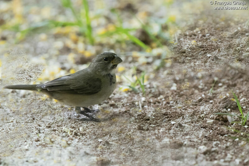 Double-collared Seedeater