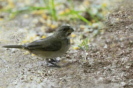 Double-collared Seedeater