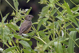 White-bellied Seedeater