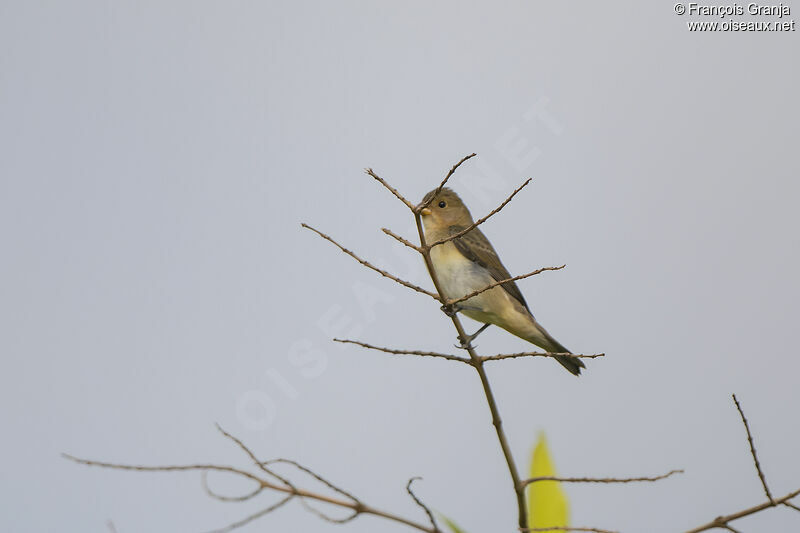 Lined Seedeater female